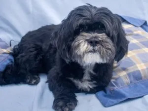 Cachorro raça SRD-ViraLata idade 2 a 6 meses nome Vini