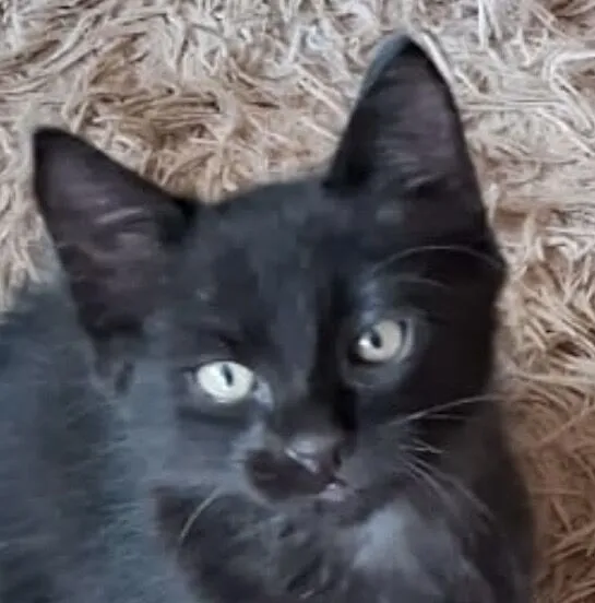 Gato raça SRD-ViraLata idade 2 a 6 meses nome Ônix 