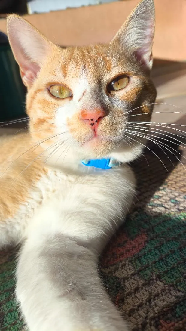 Gato raça SRD-ViraLata idade 1 ano nome Ares