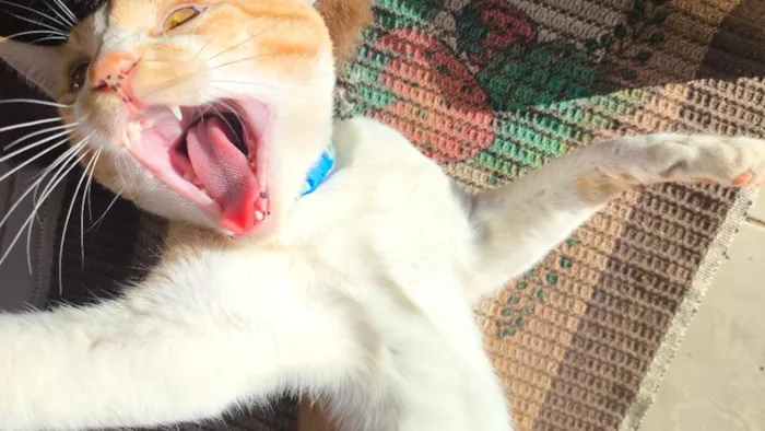 Gato raça SRD-ViraLata idade 1 ano nome Ares