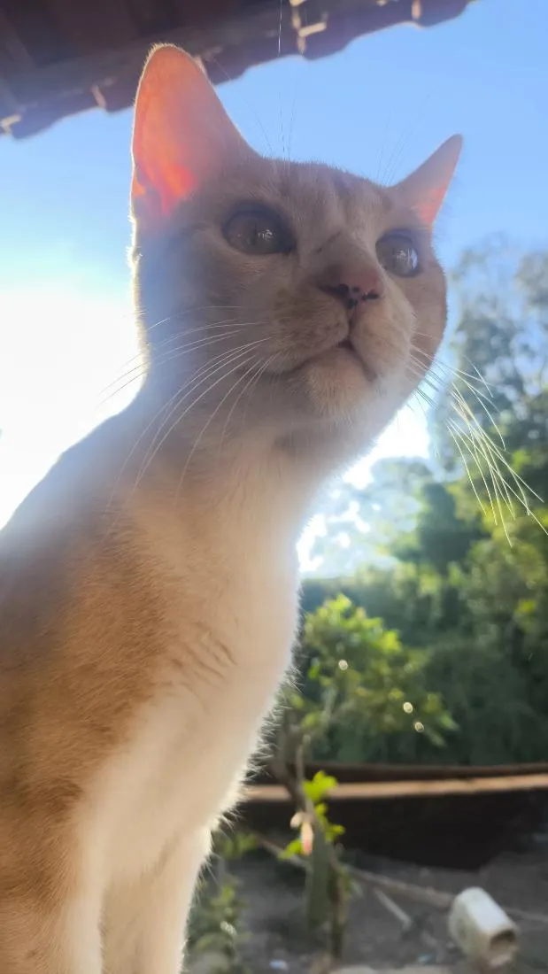 Gato raça SRD-ViraLata idade 1 ano nome Ares