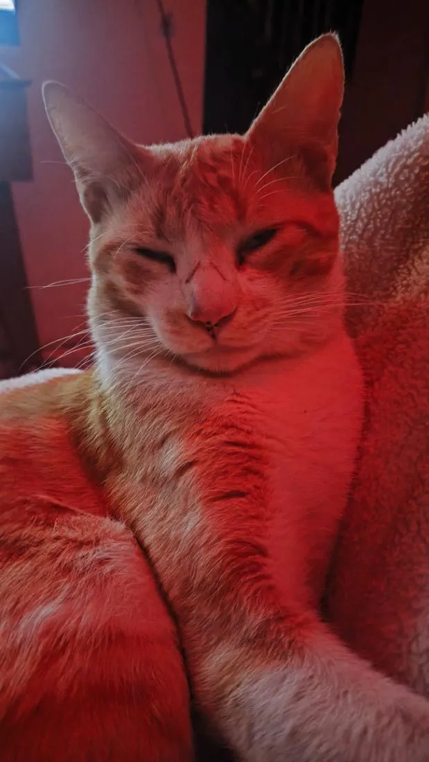 Gato raça SRD-ViraLata idade 1 ano nome Ares