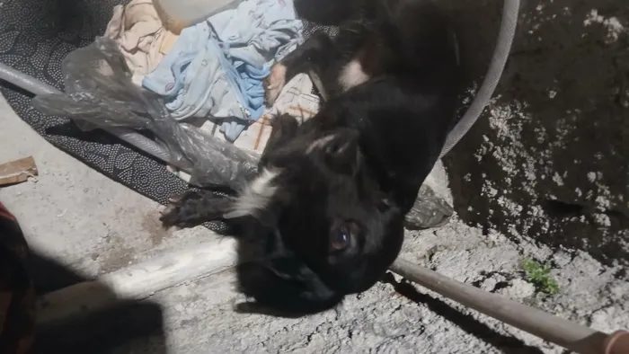 Cachorro raça SRD-ViraLata idade 2 a 6 meses nome Damon