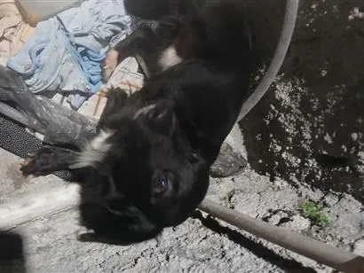 Cachorro raça SRD-ViraLata idade 2 a 6 meses nome Damon