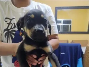 Cachorro raça SRD-ViraLata idade 2 a 6 meses nome Bob