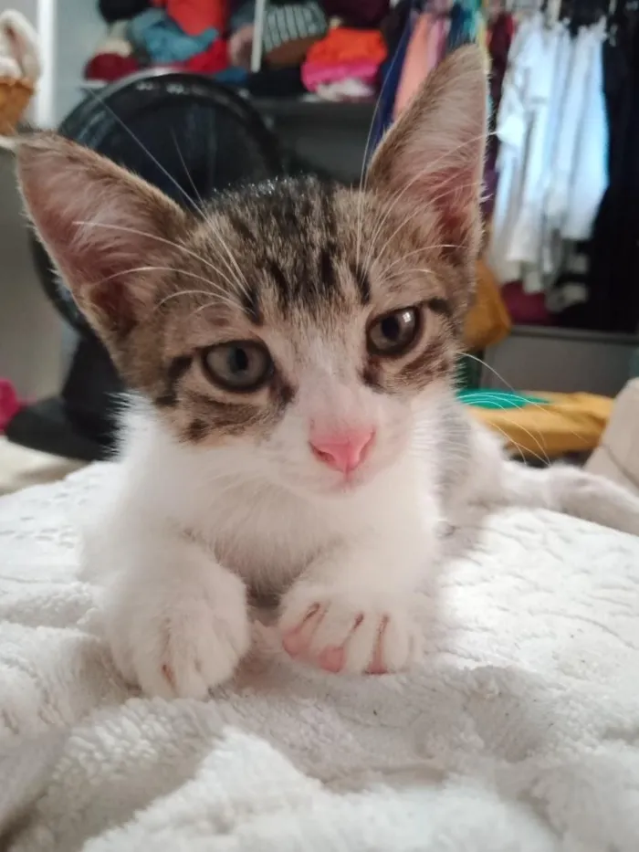 Gato raça SRD-ViraLata idade 2 a 6 meses nome James