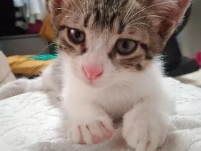 Gato raça SRD-ViraLata idade 2 a 6 meses nome James