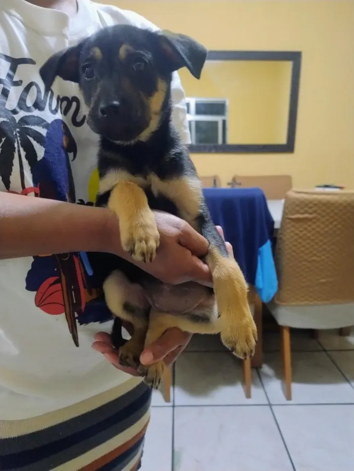 Cachorro raça SRD-ViraLata idade 2 a 6 meses nome Kiki