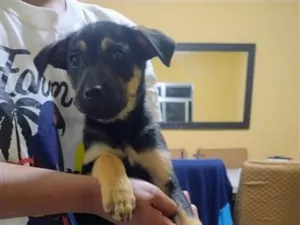 Cachorro raça SRD-ViraLata idade 2 a 6 meses nome Kiki