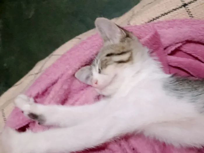 Gato raça SRD-ViraLata idade 2 a 6 meses nome James