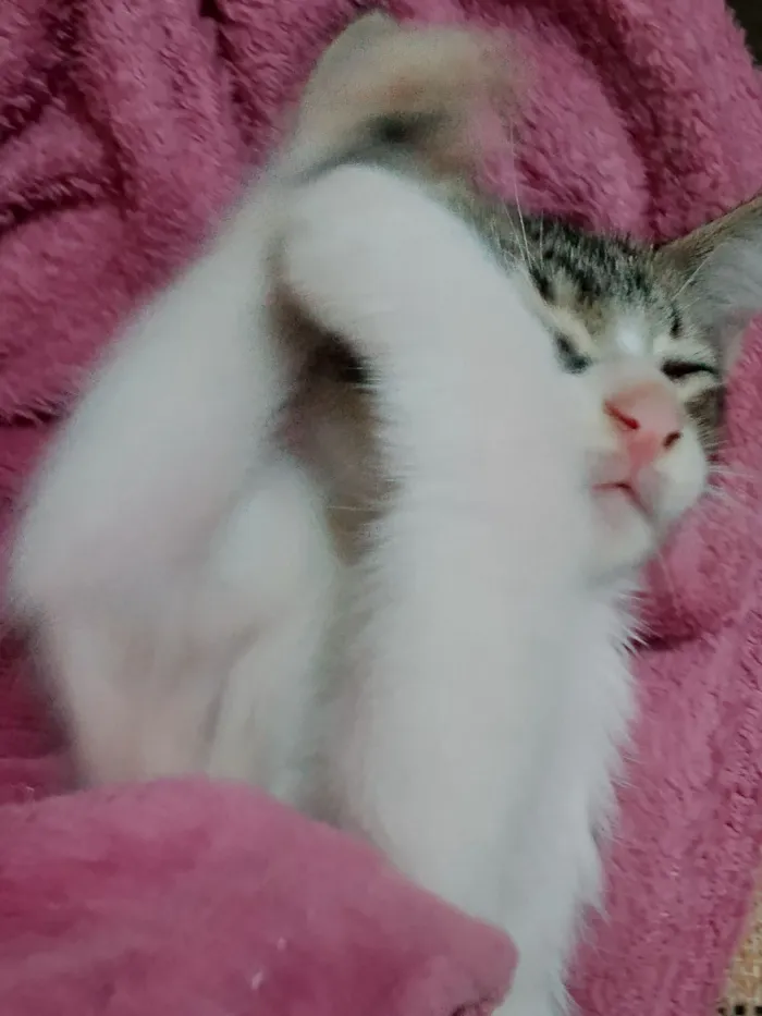 Gato raça SRD-ViraLata idade 2 a 6 meses nome James