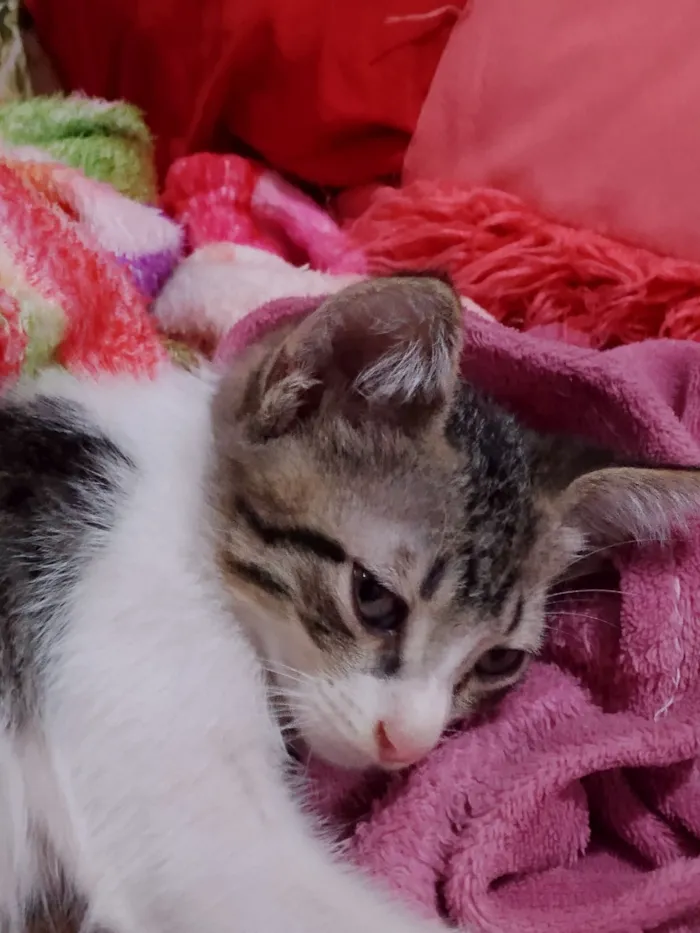 Gato raça SRD-ViraLata idade 2 a 6 meses nome James