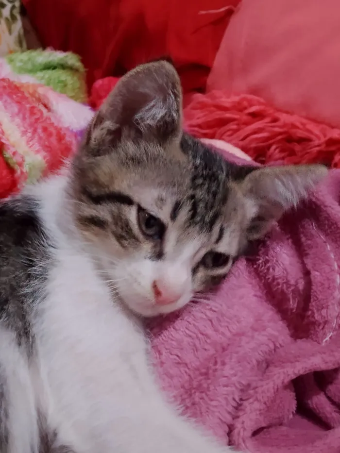 Gato raça SRD-ViraLata idade 2 a 6 meses nome James