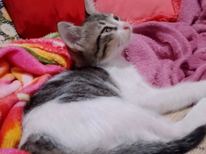 Gato raça SRD-ViraLata idade 2 a 6 meses nome James