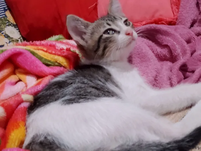 Gato raça SRD-ViraLata idade 2 a 6 meses nome James