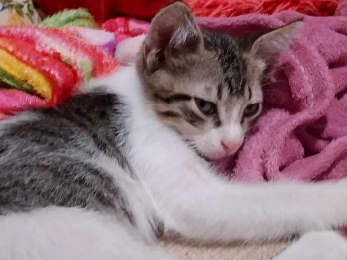 Gato raça SRD-ViraLata idade 2 a 6 meses nome James