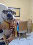 Penélope