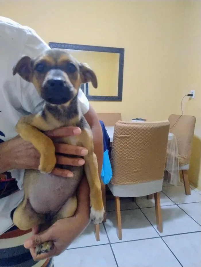 Cachorro raça SRD-ViraLata idade 2 a 6 meses nome Penélope