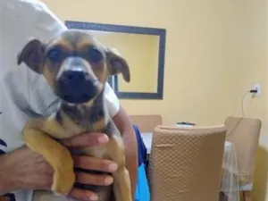 Cachorro raça SRD-ViraLata idade 2 a 6 meses nome Penélope