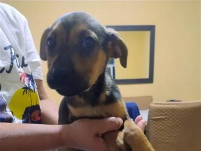 Cachorro raça SRD-ViraLata idade 2 a 6 meses nome Lessie