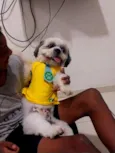 Pitoco