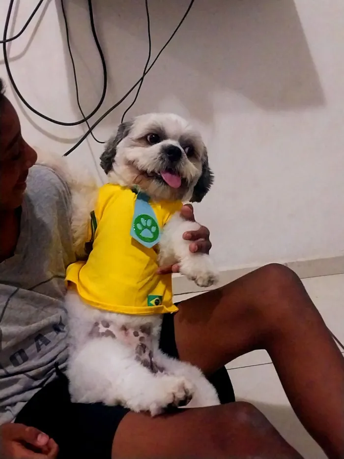 Cachorro raça Lhasa Apso idade 2 anos nome Pitoco