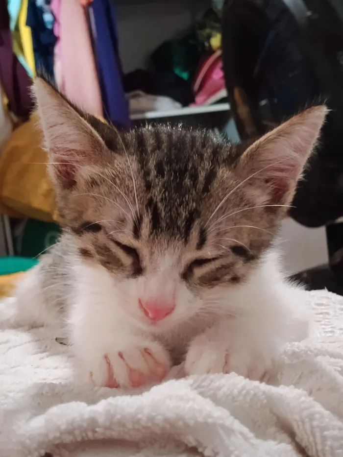 Gato raça SRD-ViraLata idade 2 a 6 meses nome James
