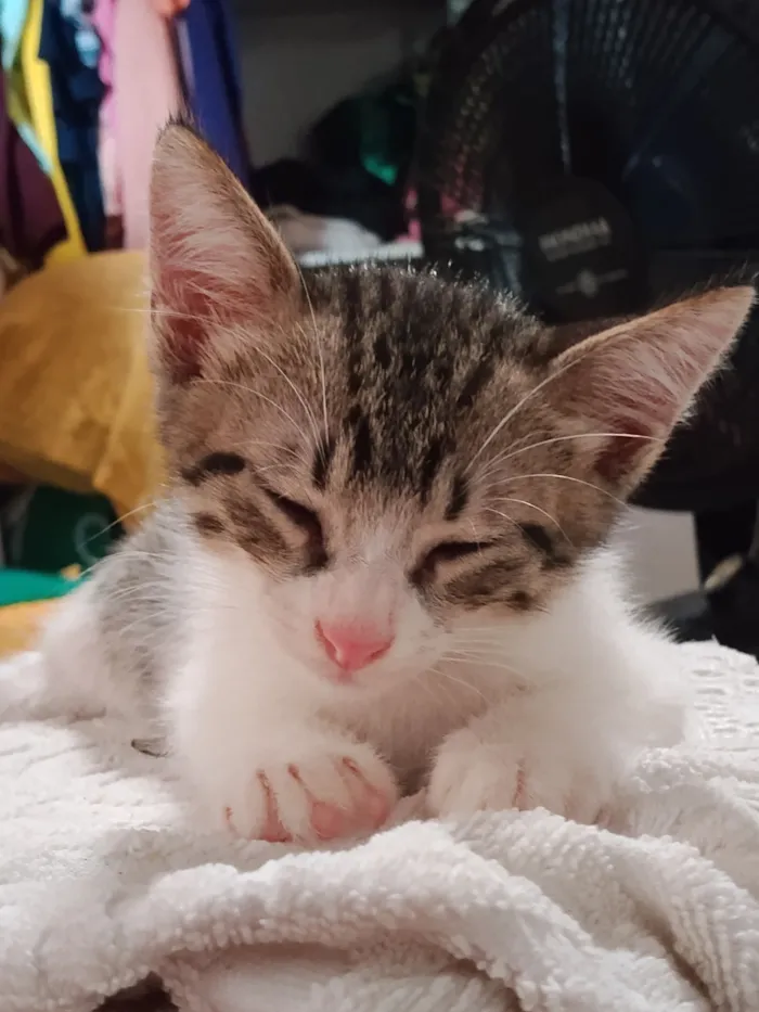 Gato raça SRD-ViraLata idade 2 a 6 meses nome James