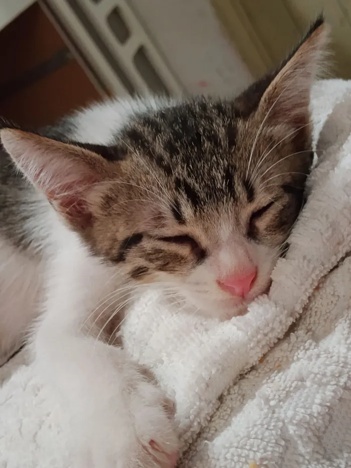 Gato raça SRD-ViraLata idade 2 a 6 meses nome James