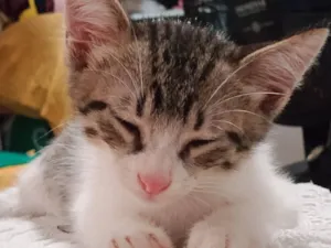 Gato raça SRD-ViraLata idade 2 a 6 meses nome James