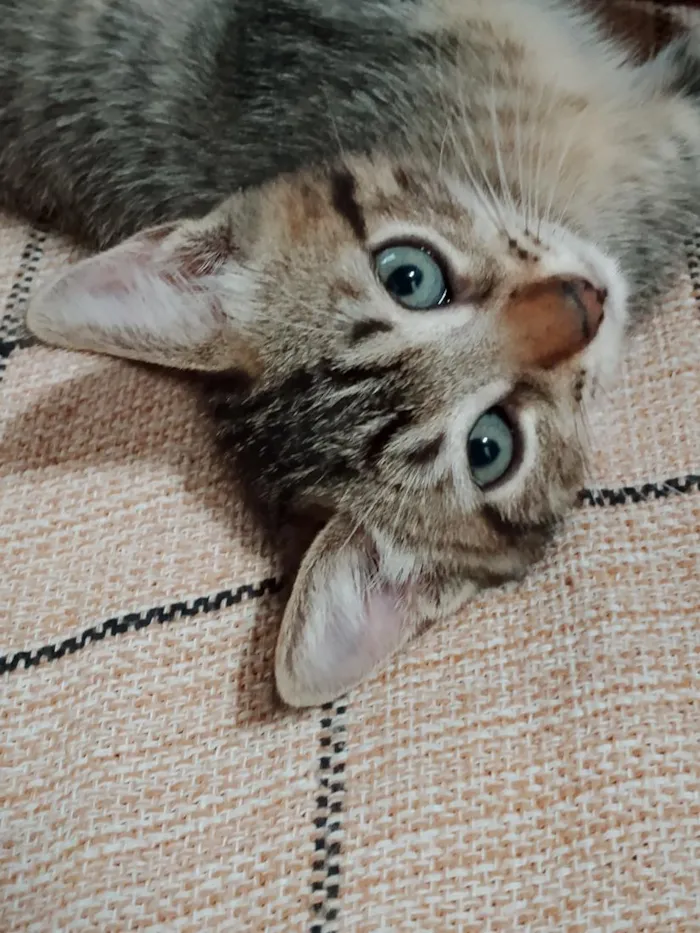 Gato raça SRD-ViraLata idade 2 a 6 meses nome Joaozinho