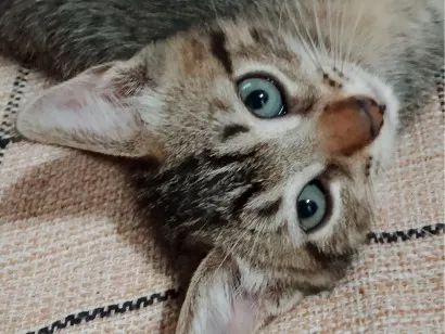 Gato raça SRD-ViraLata idade 2 a 6 meses nome Joaozinho