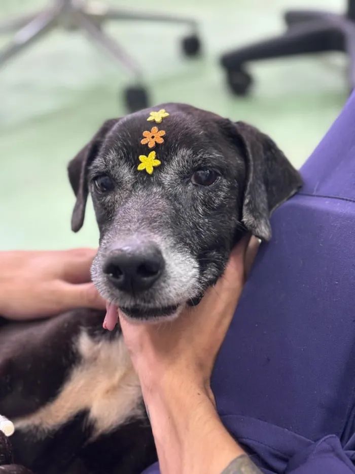 Cachorro raça SRD-ViraLata idade 6 ou mais anos nome Nori
