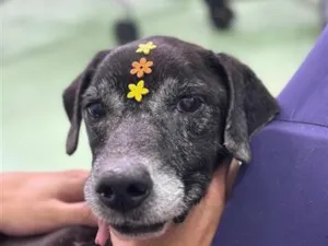 Cachorro raça SRD-ViraLata idade 6 ou mais anos nome Nori