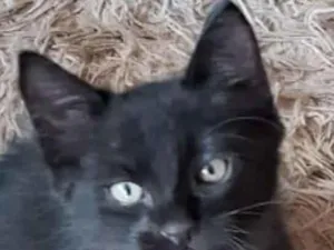 Gato raça SRD-ViraLata idade 2 a 6 meses nome Ônix 