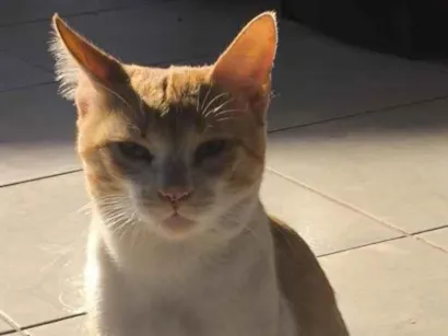 Gato raça SRD-ViraLata idade 1 ano nome Ares
