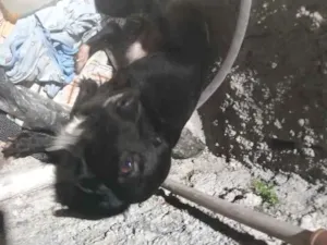 Cachorro raça SRD-ViraLata idade 2 a 6 meses nome Damon