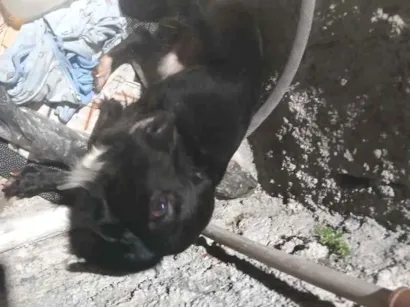 Cachorro raça SRD-ViraLata idade 2 a 6 meses nome Damon