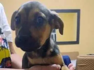 Cachorro raça SRD-ViraLata idade 2 a 6 meses nome Lessie