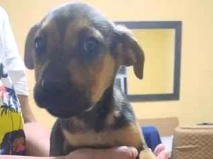 Cachorro raça SRD-ViraLata idade 2 a 6 meses nome Lessie