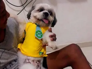 Cachorro raça Lhasa Apso idade 2 anos nome Pitoco