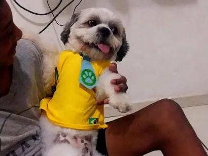 Cachorro raça Lhasa Apso idade 2 anos nome Pitoco