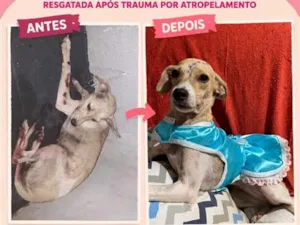 Cachorro raça SRD-ViraLata idade 2 a 6 meses nome Lola
