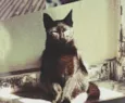 neguinho