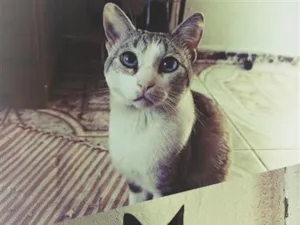 Gato raça SRD-ViraLata idade 2 a 6 meses nome neguinho