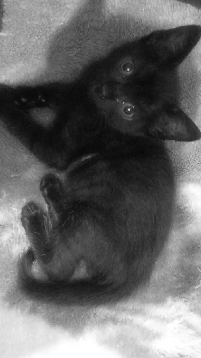Gato raça SRD-ViraLata idade 2 a 6 meses nome Chloe, Theo, e Luna nomes dos gatos