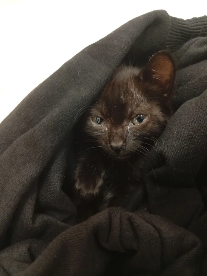 Gato raça SRD-ViraLata idade 2 a 6 meses nome Chloe, Theo, e Luna nomes dos gatos