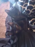 Chloe, Theo, e Luna nomes dos gatos