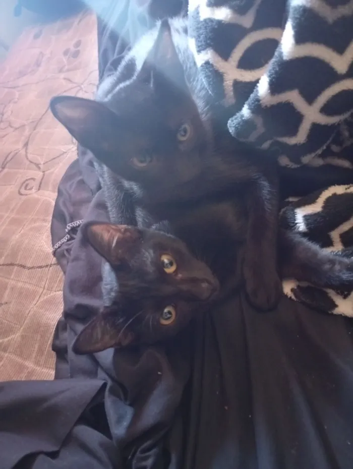 Gato raça SRD-ViraLata idade 2 a 6 meses nome Chloe, Theo, e Luna nomes dos gatos