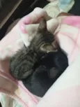 Chloe, Theo, e Luna nomes dos gatos